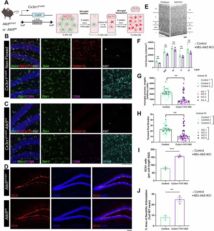 Fig. 6: Loss of TGF-β signaling via ALK5-dependent signaling in microglia leads to increased neuroblasts in the SGZ during the repopulation of microglia after PLX5622 ablation.