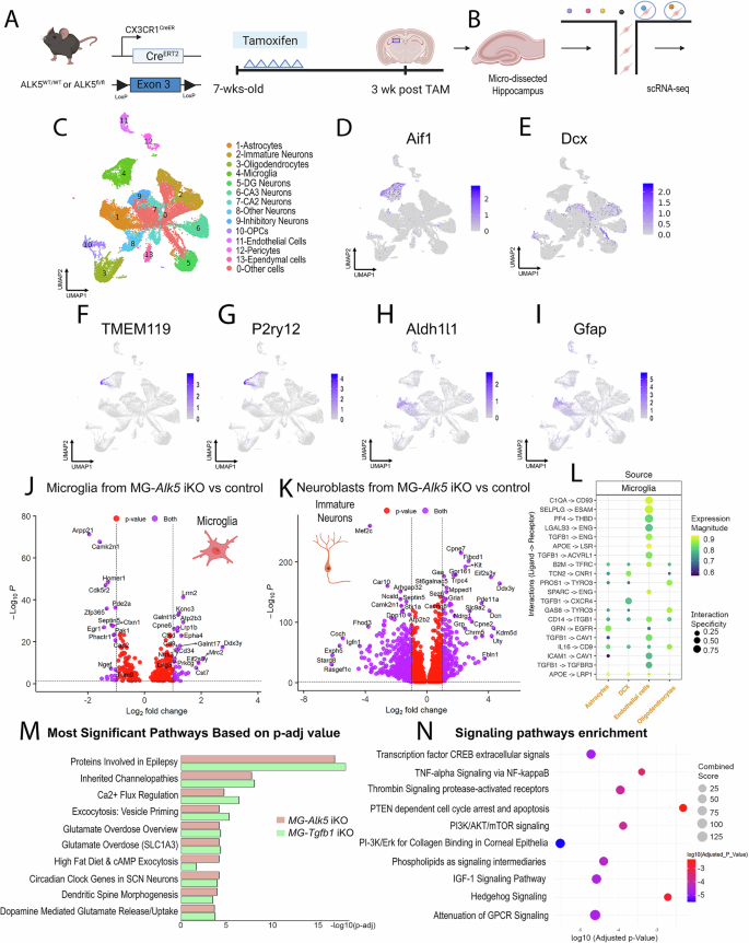Fig. 7: ScRNAseq analysis of the dissected hippocampus from control, MG-Alk5 or Tgfb1 iKO mice show microglia-neuroblasts crosstalk and identifies IGF-1, TNF-α, PTEN/mTOR pathways as mediators for the increased neurogenesis in the iKO mice.