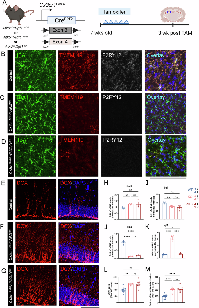 Fig. 8: Microglial-derived IGF1 is not required for the increase in immature neurons present in the hippocampus after deletion of the Alk5 gene.