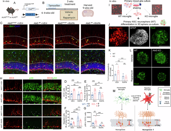 Fig. 9: In vivo and in vitro functional validation of the downregulated PTEN pathway and upregulated mTOR pathway as key pathway mediating the increased neurogenesis in the MG-Alk5 iKO mice.