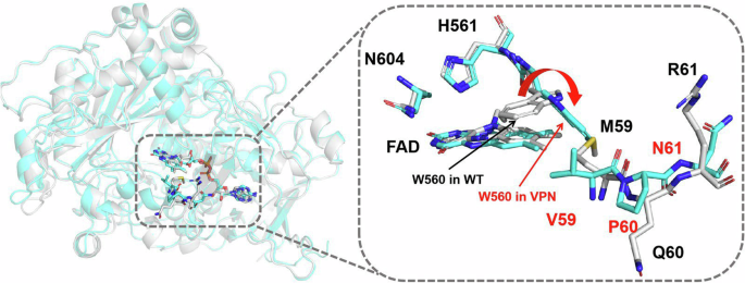Fig. 2: Structural comparison between mutant PcAOx-VPN (cyan, PDB: 9V6K) and wild-type PcAOx (grey, PDB: 6H3G).