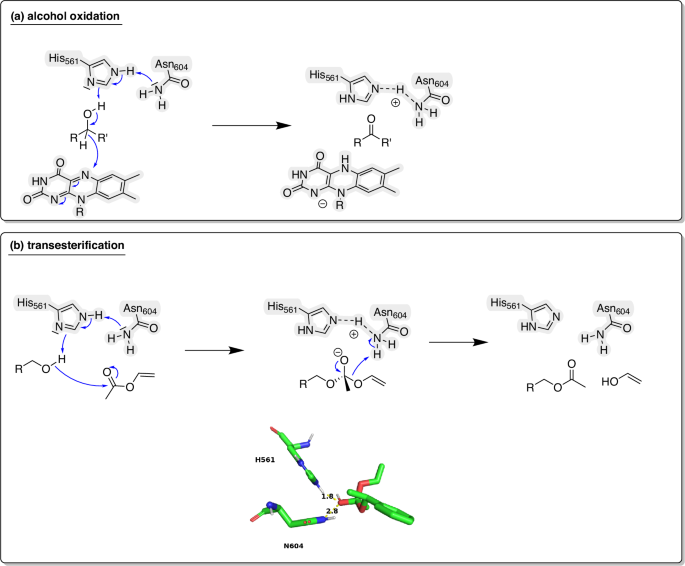 Fig. 8: Proposal for the mechanistic implementation of His561 and Asn604.