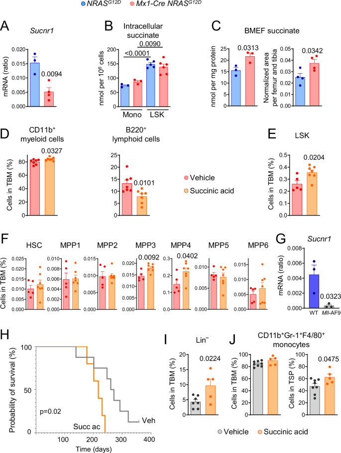 Fig. 2: Succinate promotes acute myeloid leukemia progression in mouse models with low SUCNR1 expression.
