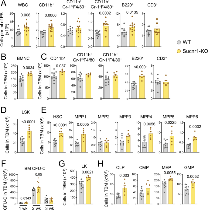Fig. 3: Sucnr1 restricts HSPC and hematopoiesis under steady-state.