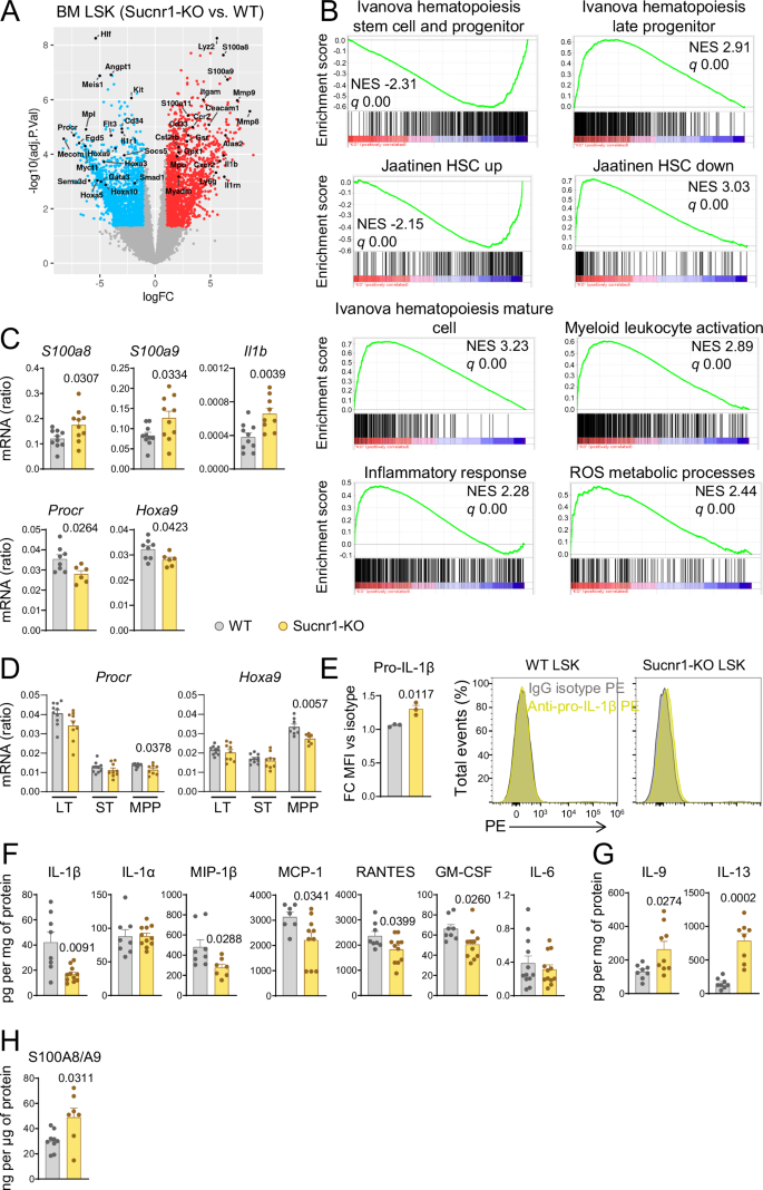 Fig. 6: Sucnr1 preserves transcriptional programs characteristic of HSPC.