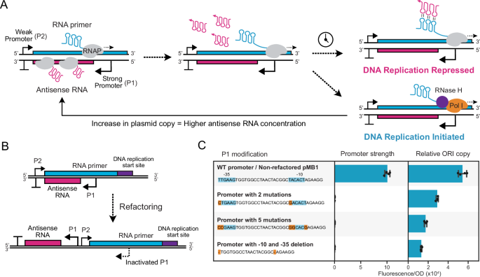 Fig. 1: Refactoring the pMB1 origin of replication.