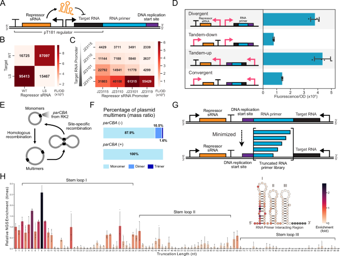 Fig. 2: Creating a synthetic origin of replication (SynORI) through reengineering the pMB1 ORI.