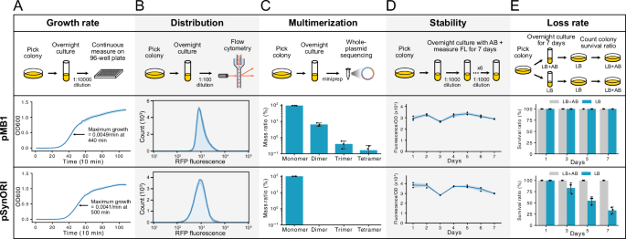 Fig. 3: Benchmarking the performance of pMB1 and pSynORI.