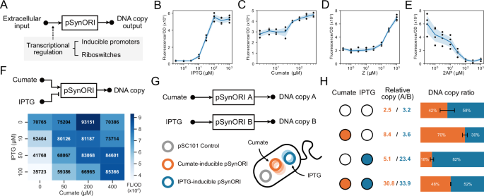 Fig. 4: pSynORI provides a modular platform to transform chemical signals into DNA copy output.