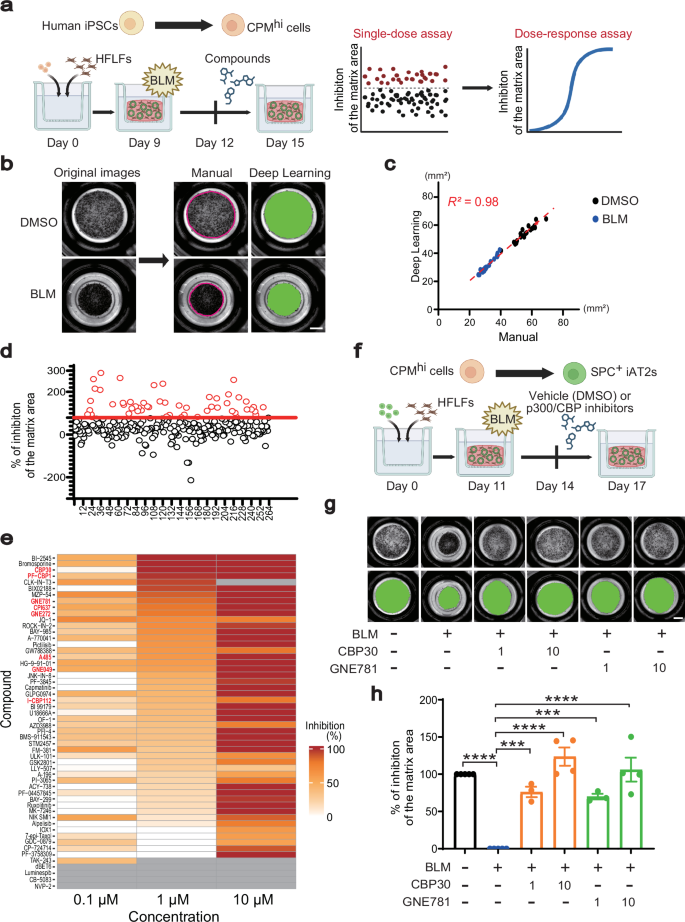 Fig. 1: Drug screening for inhibitors of BLM-induced gel contraction model of pulmonary fibrosis using FD-AOs.