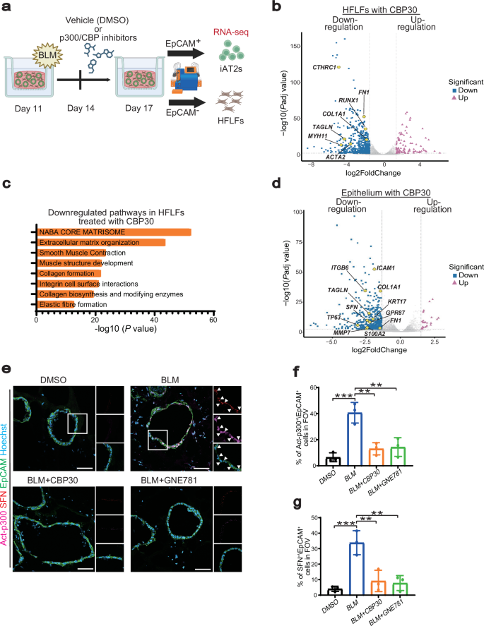 Fig. 2: CBP30, a p300/CBP inhibitor, suppresses fibroblast activation and ATCS in a BLM-induced pulmonary fibrosis model of FD-AOs.
