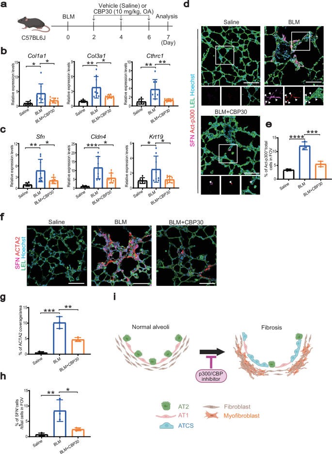 Fig. 3: CBP30 attenuates BLM-induced ATCS differentiation in mice.