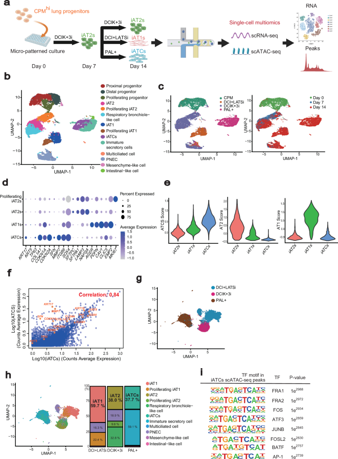 Fig. 4: Characterization of gene expression and open chromatin accessibility of human iPSC-derived alveolar epithelial cells in the micro-patterned culture.