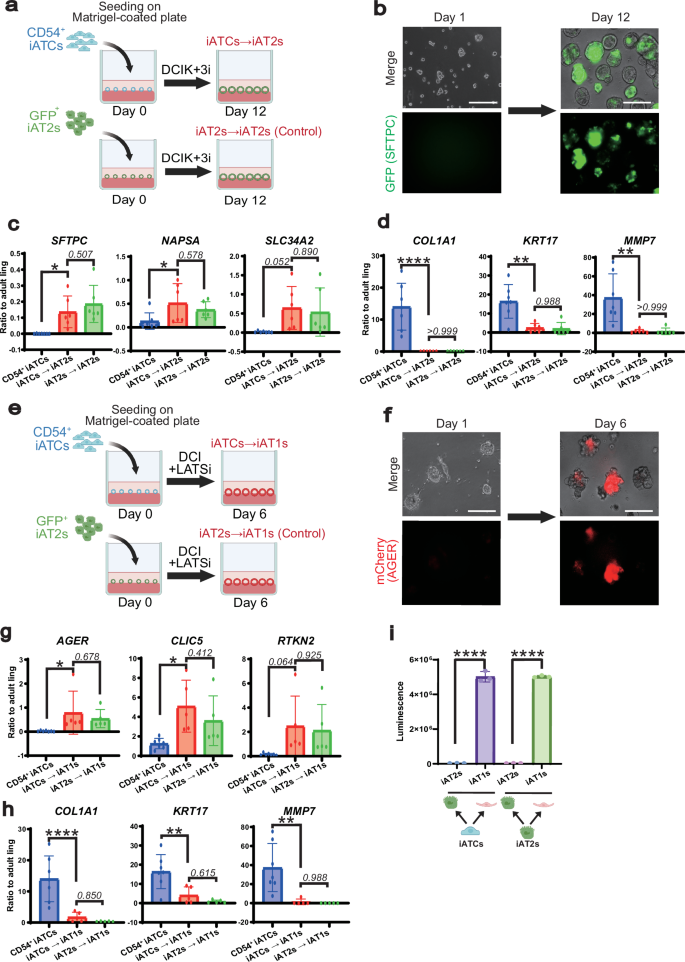 Fig. 6: iATCs directly differentiate into iAT2s and iAT1s.