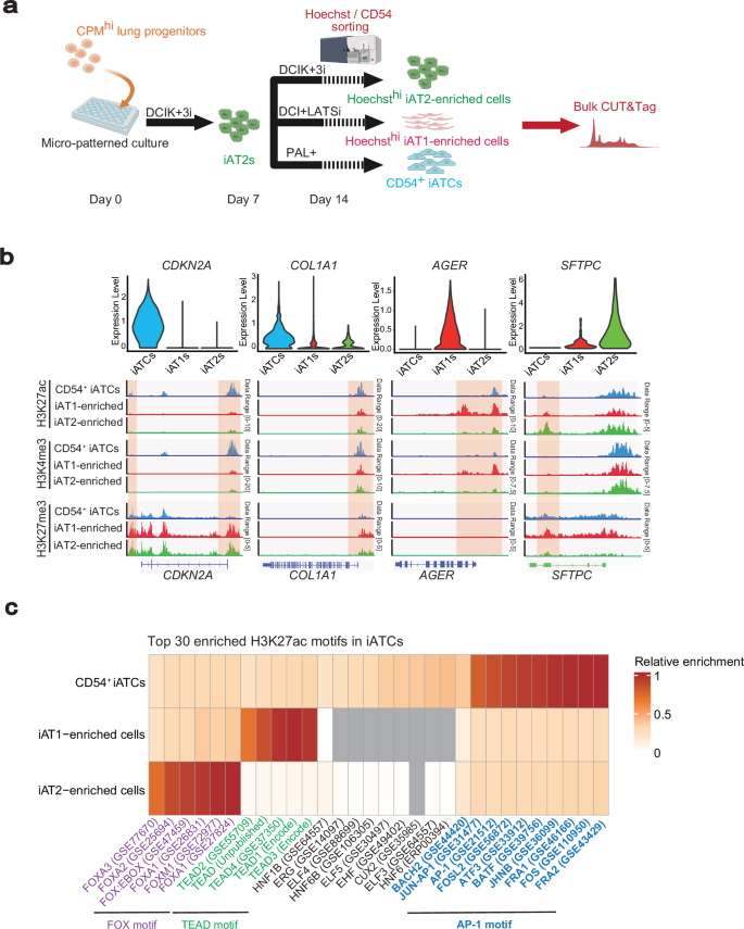 Fig. 7: CUT&Tag analysis of H3K27ac, H3K4me3, and H3K27me3 in CD54⁺ iATCs.