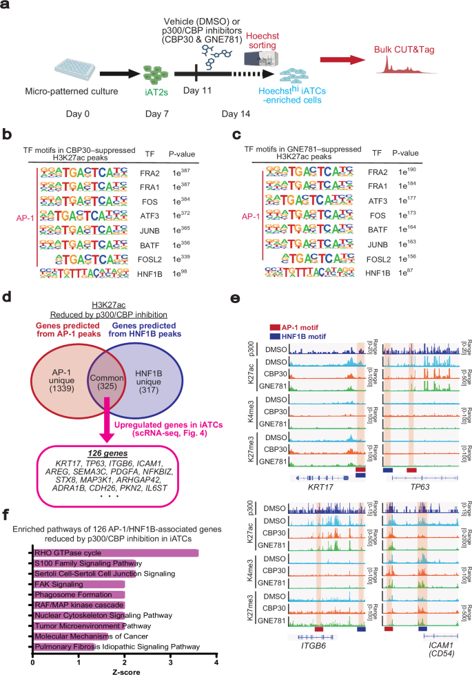 Fig. 8: Evaluation of epigenetic changes induced by p300/CBP inhibitors in CD54⁺ iATCs by CUT&Tag analysis.