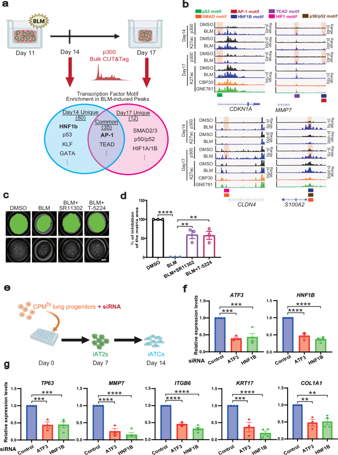 Fig. 9: p300 CUT&Tag analysis and functional assays for transcription factors mediating the fibrotic response in alveolar epithelial cells.