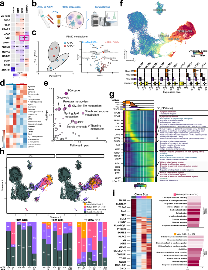 Fig. 2: ARIA is associated with immunometabolic reprogramming, increased cytotoxicity, and clonal remodeling of CD8⁺ T cells.