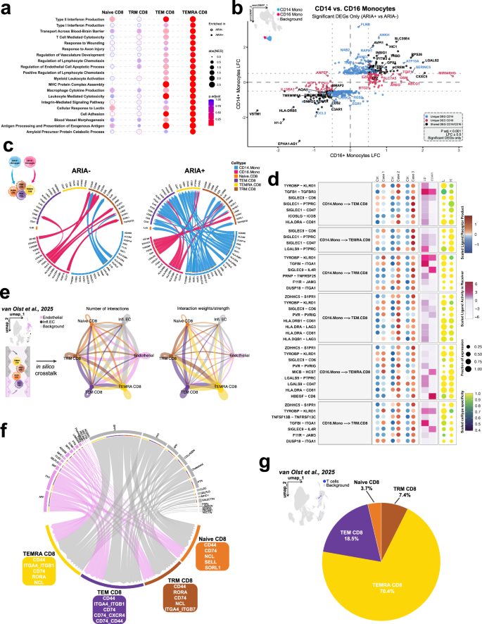 Fig. 3: ARIA reshapes monocyte–T-cell communication and primes effector CD8⁺ subsets for cerebrovascular engagement.
