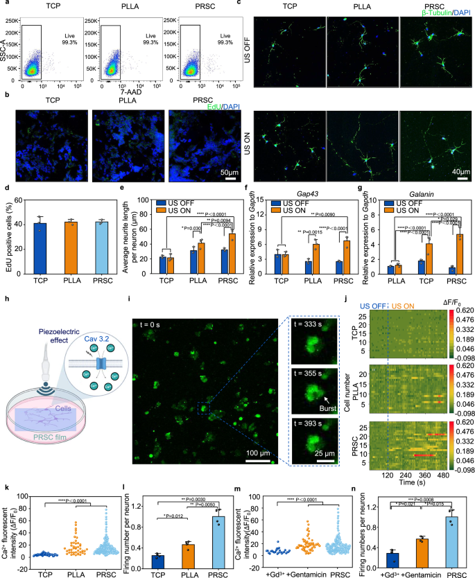 Fig. 3: Biocompatibility and in vitro modulation of cell activities through US-driven piezoelectric effects of PRSC films.