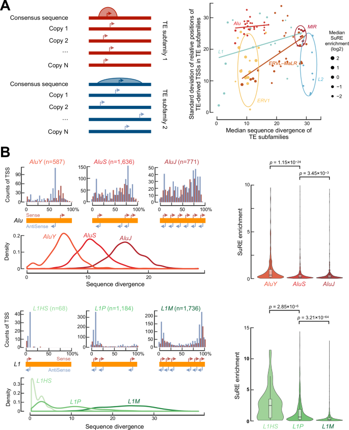 Fig. 5: Young TE‑derived TSSs preserve intrinsic promoter architecture to drive precise transcription initiation.