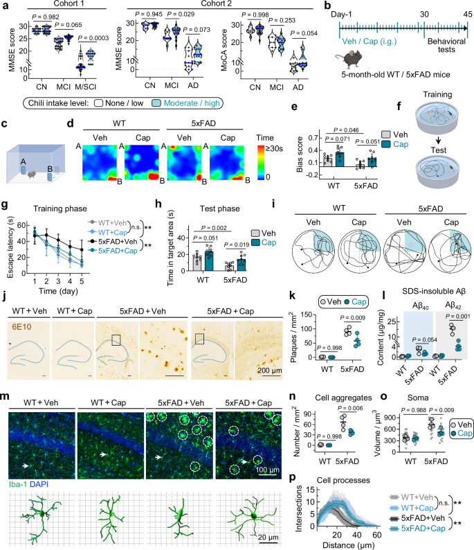 Fig. 1: Capsaicin intake improves cognitive function in AD patients and ameliorates brain pathologies in 5×FAD mice.