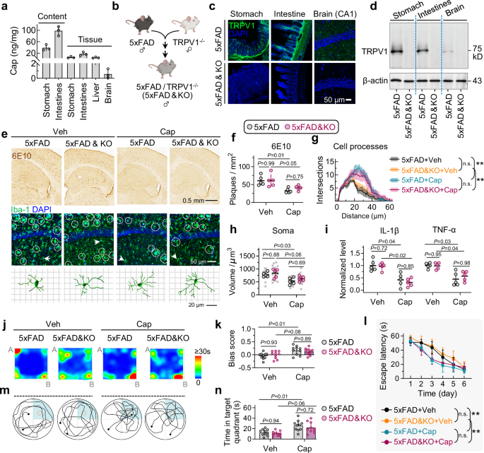 Fig. 2: TRPV1 knock-out in 5×FAD mice has nonsignificant effect on the capsaicin-mediated amelioration in AD pathologies.