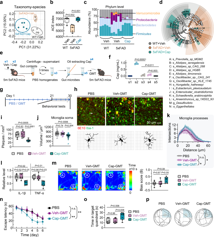 Fig. 3: Gut microbiota contributes to the amelioration of AD phenotypes by oral capsaicin intake in 5×FAD mice.