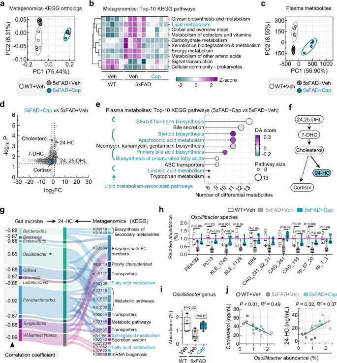 Fig. 4: Elevation of 24-HC level associates with increase in gut Oscillibacter in 5×FAD mice following capsaicin treatment.