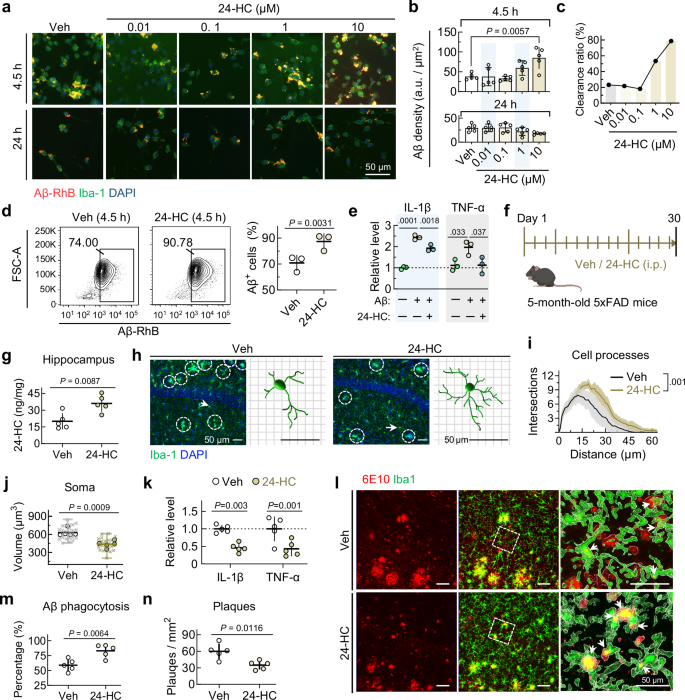 Fig. 6: 24-HC suppresses microglia overactivation and promotes Aβ phagocytosis.