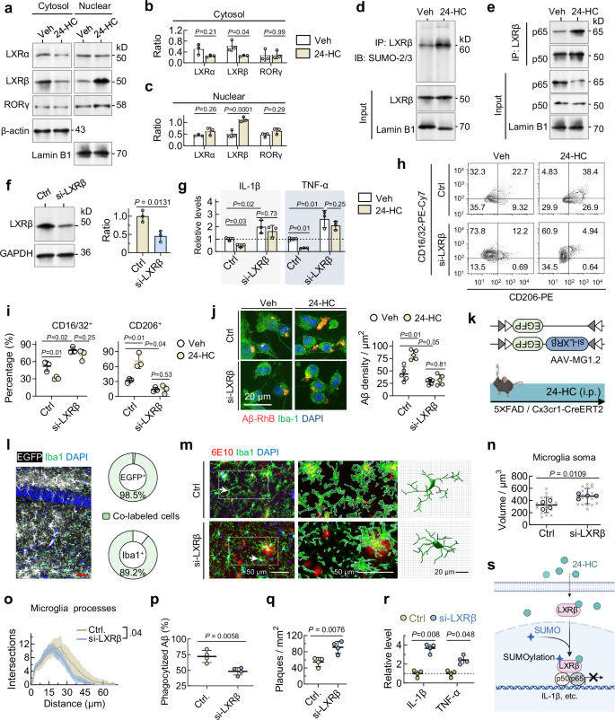 Fig. 7: 24-HC targets on LXRβ to suppress microglia overactivation and inflammation.