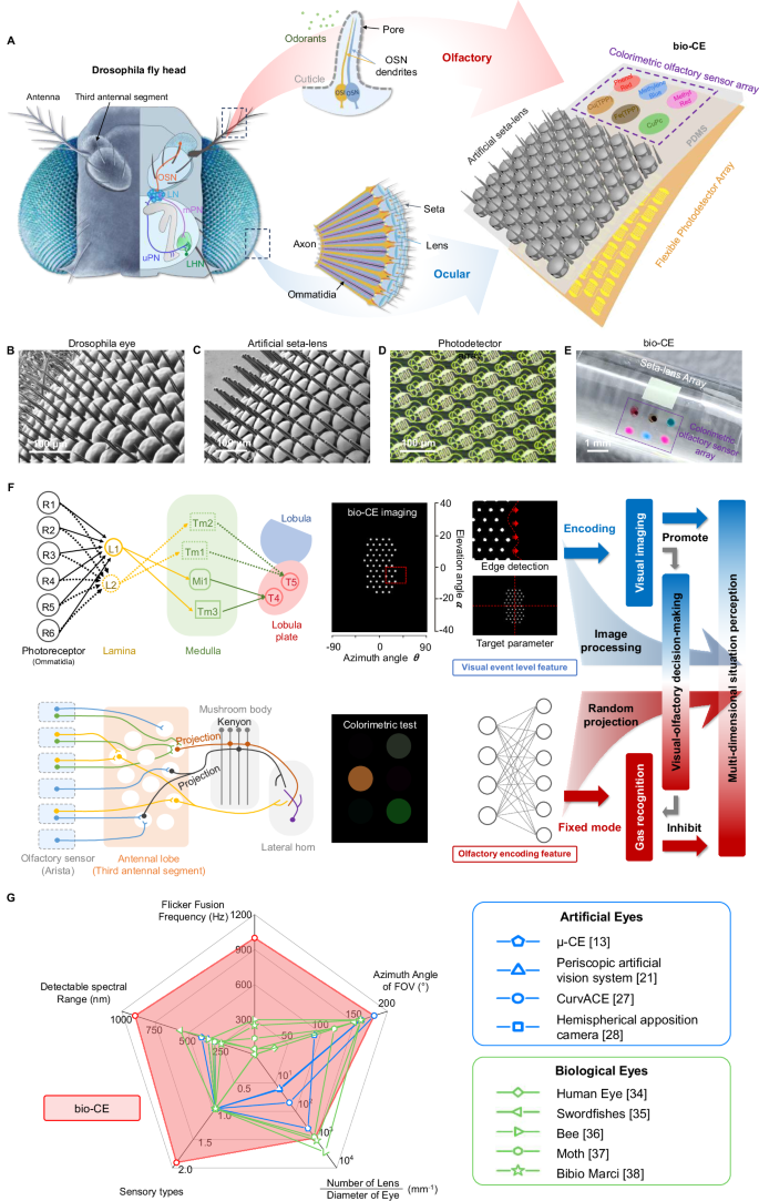 Fig. 1: Design of the bionic compound eye (bio-CE) system.