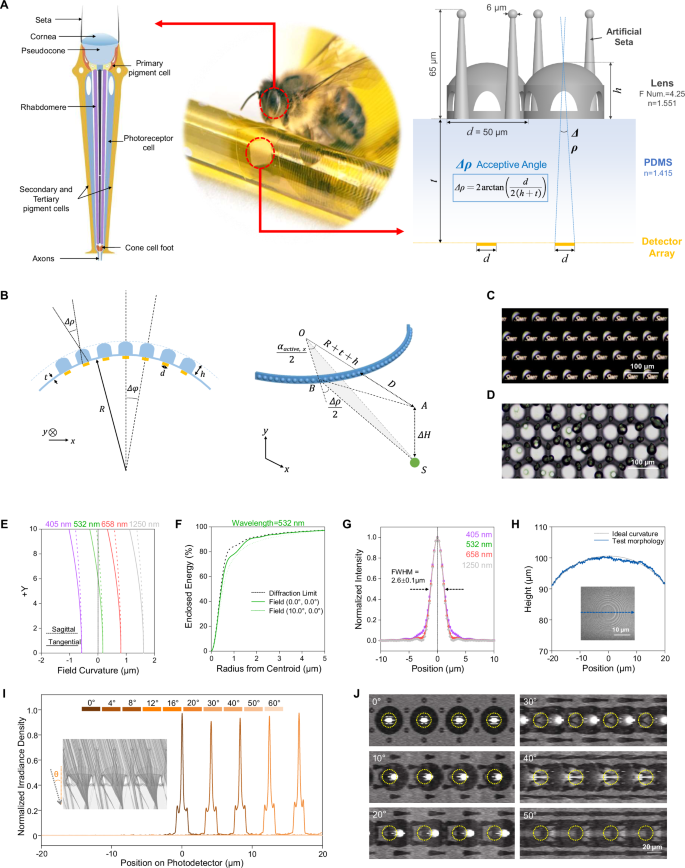 Fig. 2: Design, fabrication, and characterization of bionic micro-lens arrays.