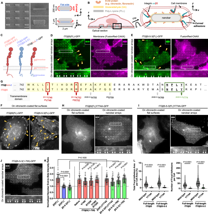 Fig. 1: Talin binding prevents the intracellular domain of ITGβ3, but not that of ITGβ5, from responding to membrane curvature.