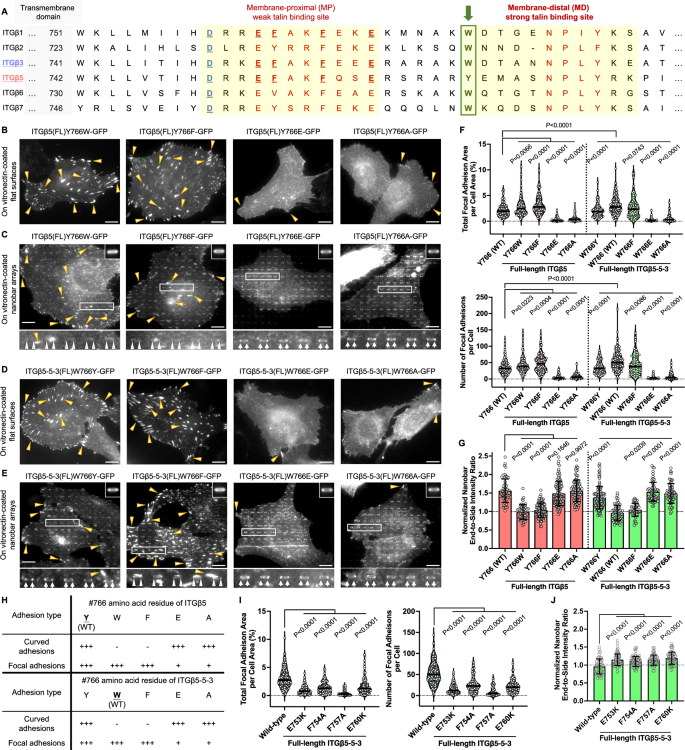 Fig. 2: The tryptophan-to-tyrosine substitution at the pivotal location is crucial for ITGβ5’s unique capability in forming curved adhesions.