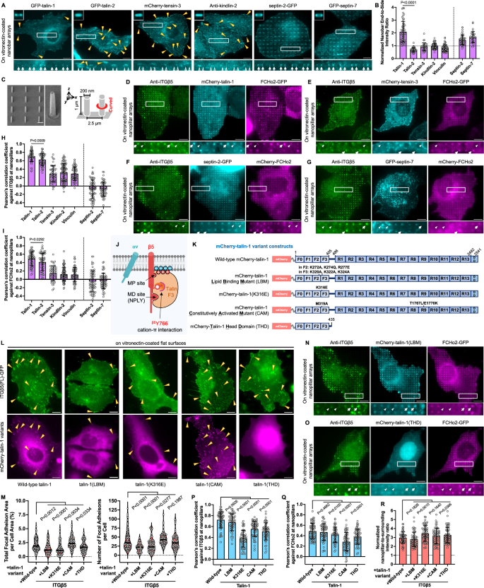 Fig. 3: Talin-1, but not kindlin, tensin, or septin, is the primary mechanosensitive module in curved adhesions.