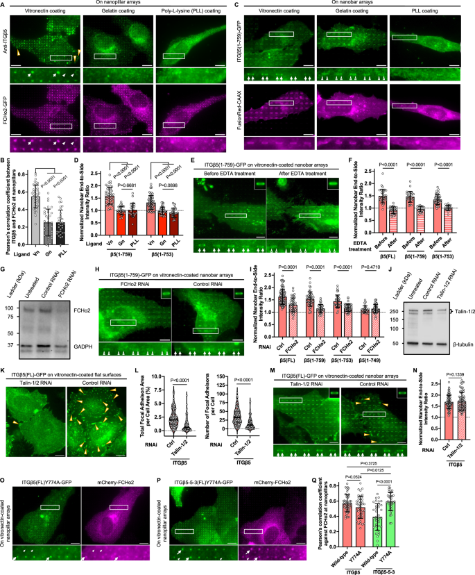 Fig. 5: FCHo2, but not talin-1, is crucial for inside-out activation of integrin ɑvβ5 in curved adhesions.