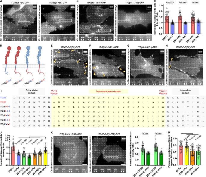 Fig. 6: The transmembrane domain of integrin β5, but not that of integrin β3, is compatible with curved adhesion formation.