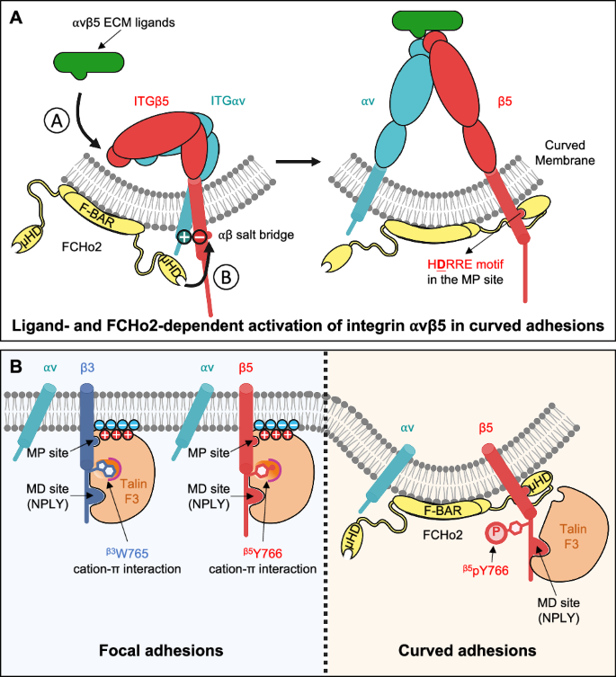 Fig. 7: Our proposed model depicts distinctive molecular interactions and regulatory mechanisms between curved adhesions and focal adhesions.