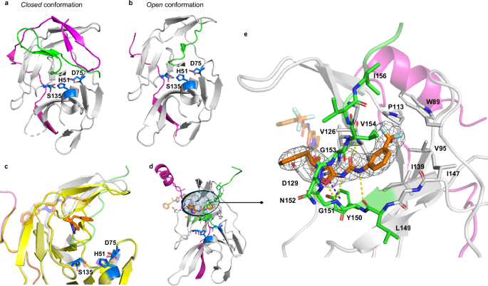 Fig. 2: Structural basis of IRBM-Z-1 binding to the ZIKV NS2B-NS3 protease.