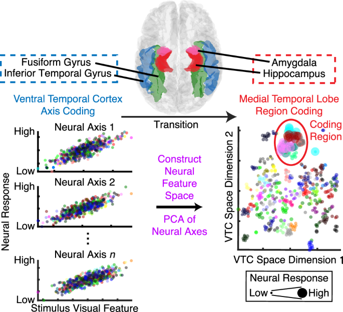 Fig. 1: A neural computational framework illustrating the transition from axis-based coding in the VTC to region-based coding in the MTL.