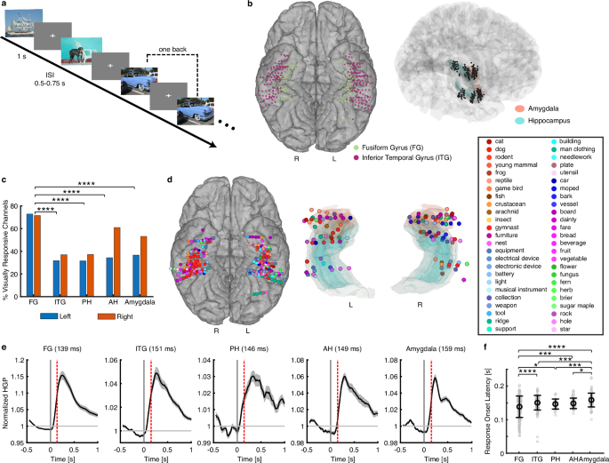 Fig. 2: Neural response to visual objects in the VTC and MTL.