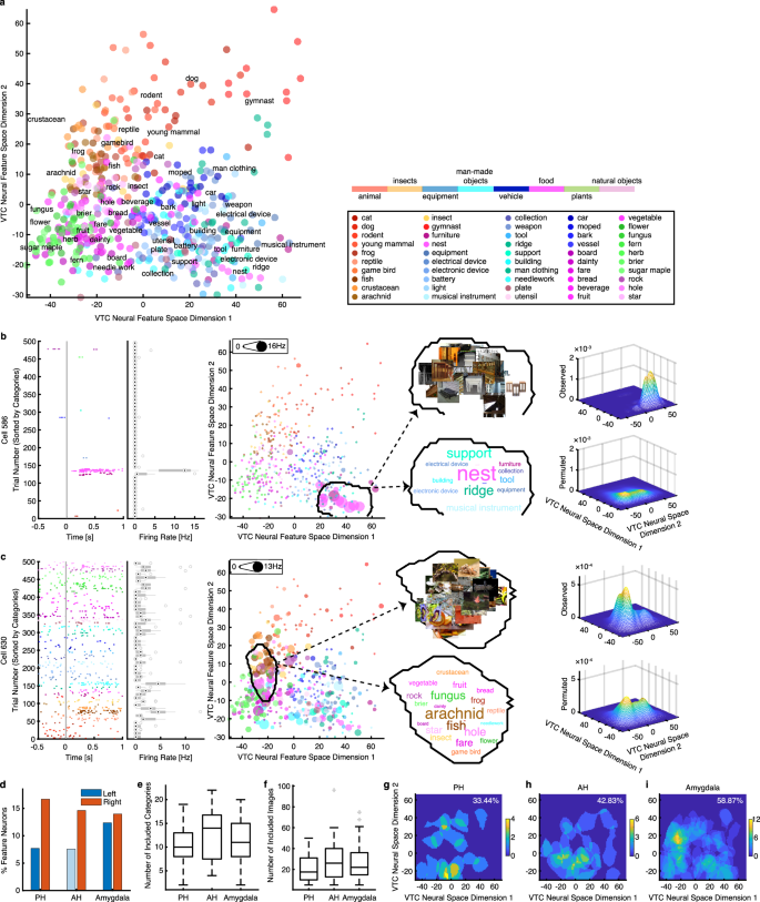 Fig. 4: Region-based feature coding of MTL neurons in the VTC neural feature space.