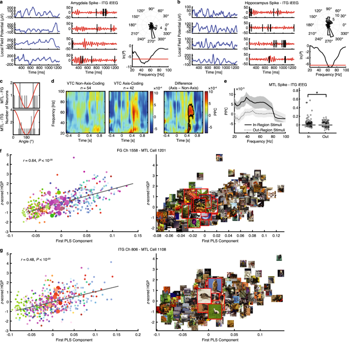Fig. 7: Region coding and gamma phase-locking (30–80 Hz) between the VTC and MTL.