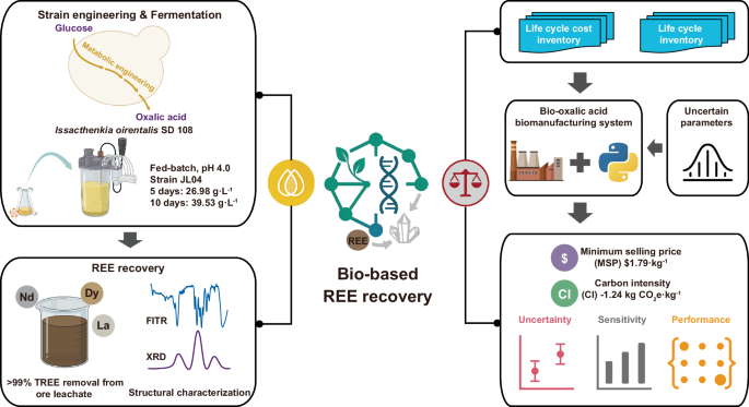 Fig. 1: Overview of the bio-oxalic acid production and REE recovery using engineered I. orientalis.