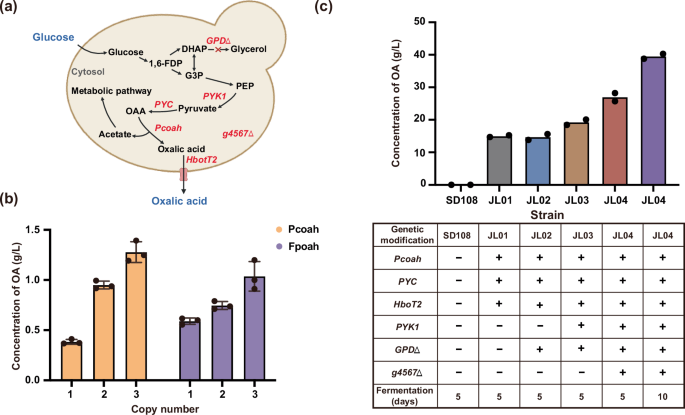 Fig. 2: I. orientalis as a platform for oxalic acid production.