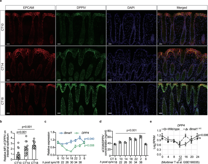 Fig. 3: CD26/DPPIV levels on epithelial cells display circadian variation.