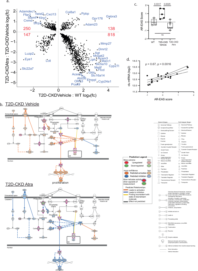 Fig. 3: Endothelin-1 pathway activation was repressed by atrasentan treatment in type 2 diabetic mouse model (T2D-CKD).