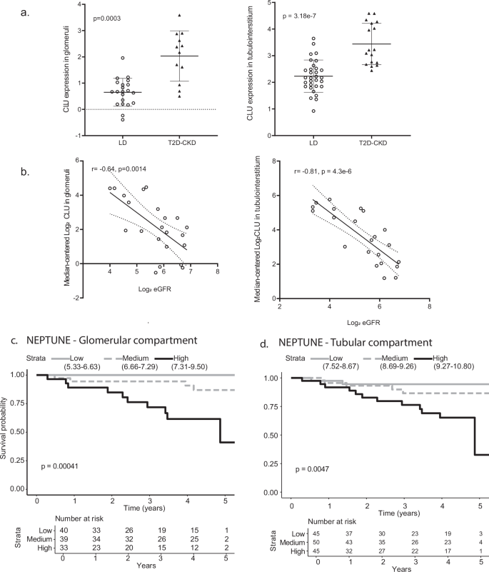 Fig. 4: Expression and regulation of CLU in kidney tissues in T2D-CKD and its association with longitudinal outcome.