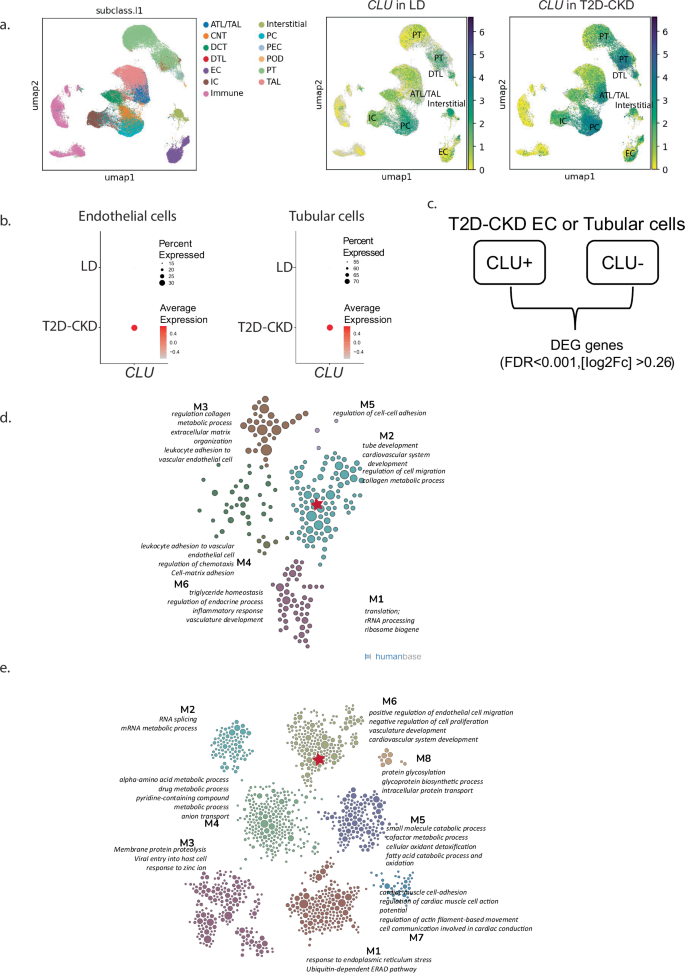 Fig. 5: Single-cell analysis of CLU expression in living donors and patients with T2D-CKD.